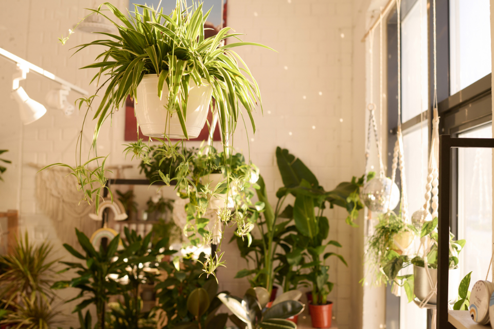 A spider plant sits in the foreground of a houseplant-filled home against a beige wall.