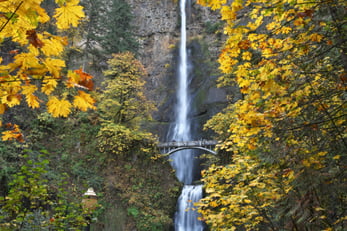 Multnomah Falls, OR in Autumn, yellow leaves surrounding the waterfall. 