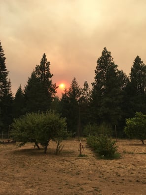 Trees line the background of this shot, the sun peeking out between them over a smokey horizon. 