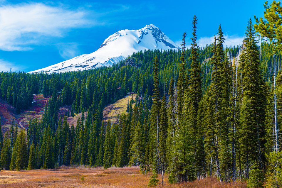 An Oregon mountain peaks behind a landscape of trees, contrasted by a bright blue sky.