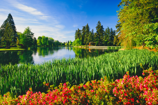 A pond is surrounded by lush Gresham, OR foliage in full health and bloom.