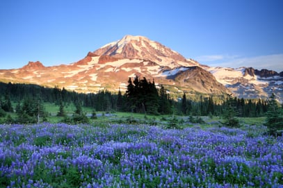 Mt. Rainier in Washington State sits in the background, a field of purple flowers in shadows in the foreground.