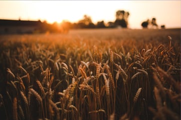 Wheat on a farmland sits in the foreground, the sun rising in the background beyond trees on the horizon.